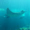 Giant Manta Ray
