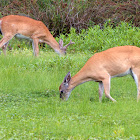 White-tailed deer (male, female)