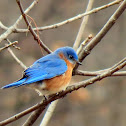 Eastern Bluebird