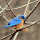 Beautiful bluebirds of the SE