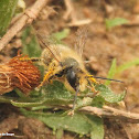 Mason bee
