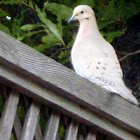 Mourning Dove