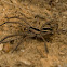 Rabid Wolf Spider