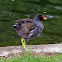 Common Moorhen