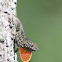Brown Anole