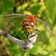 Ruby Meadowhawk