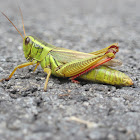 Two-Striped Grasshopper