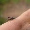 Keeled treehopper