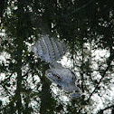 American Alligator