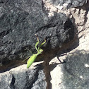 praying mantis