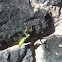praying mantis