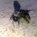 Carpenter bee