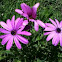 Dimorphotheca ecklonis (Cape marguerite, Van Staden's River daisy, Sundays River daisy, Star of the Veldt