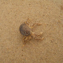 Shore crab