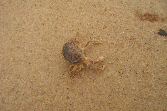 Spotting Image 1