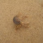 Shore crab