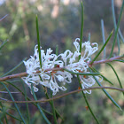 Needlebush or Silky Hakea