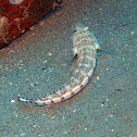 Whitestripe sandperch