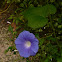 Ipomoea