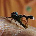 Tree hopper