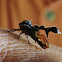 Tree hopper