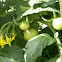 Sanibel tomato