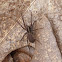 Shore spider