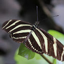 Zebra Longwing