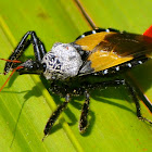 Bee Killer Assassin bug