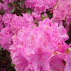 Azalea Bush