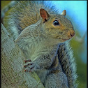 Eastern Gray Squirrel
