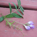 American Vetch