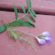 American Vetch
