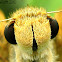 Fiery Skipper