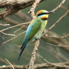 Rainbow Bee-eater