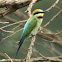 Rainbow Bee-eater