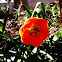 Tulip: Red