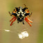 Jewel Spider