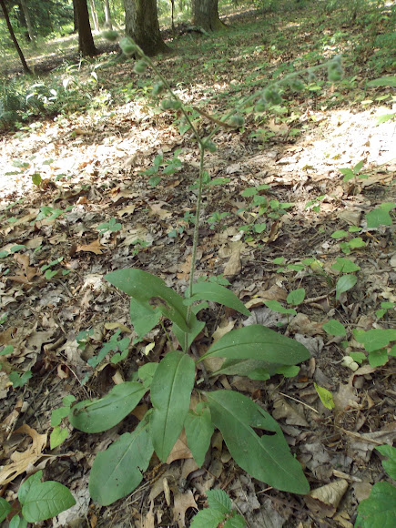Spotting Image 1