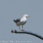 Yellow-legged Gull; Gaviota Patiamarilla