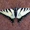 Eastern Tiger Swallowtail Butterfly