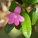 Lemonia, Pink Ravenia