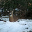 White-tailed deer