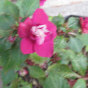 Unknown spotting