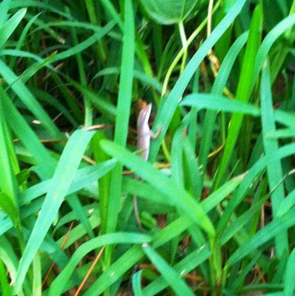 Spotting Image 1