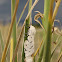 Salt Marsh Moth