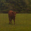 Jersey Cow