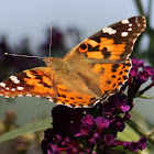 Painted Lady