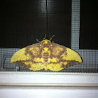 Moth