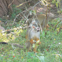 Squirrel Monkey